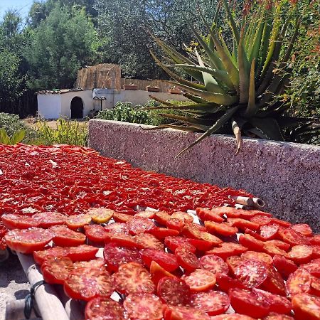 La Casetta Nel Bosco Apartamento Calatafimi Exterior foto